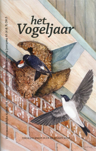 Illustratie: Huiszwaluwen, door Henk van Bork Illustratie: Huiszwaluwen, door Henk van Bork