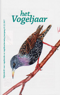 Illustratie: Spreeuw, door Inge Elfferich Illustratie: Spreeuw, door Inge Elfferich