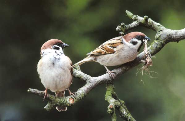 Ringmussen (Passer montanus). Foto: Harry Fiolet